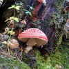 2021_IMG_6762x_Amanita muscaria